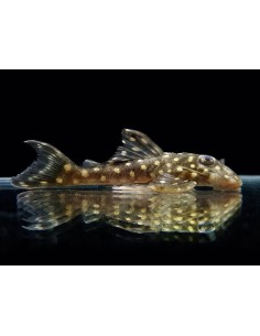 L201 HYPANCISTRUS INSPECTOR  SALVAJE 4-7 CM