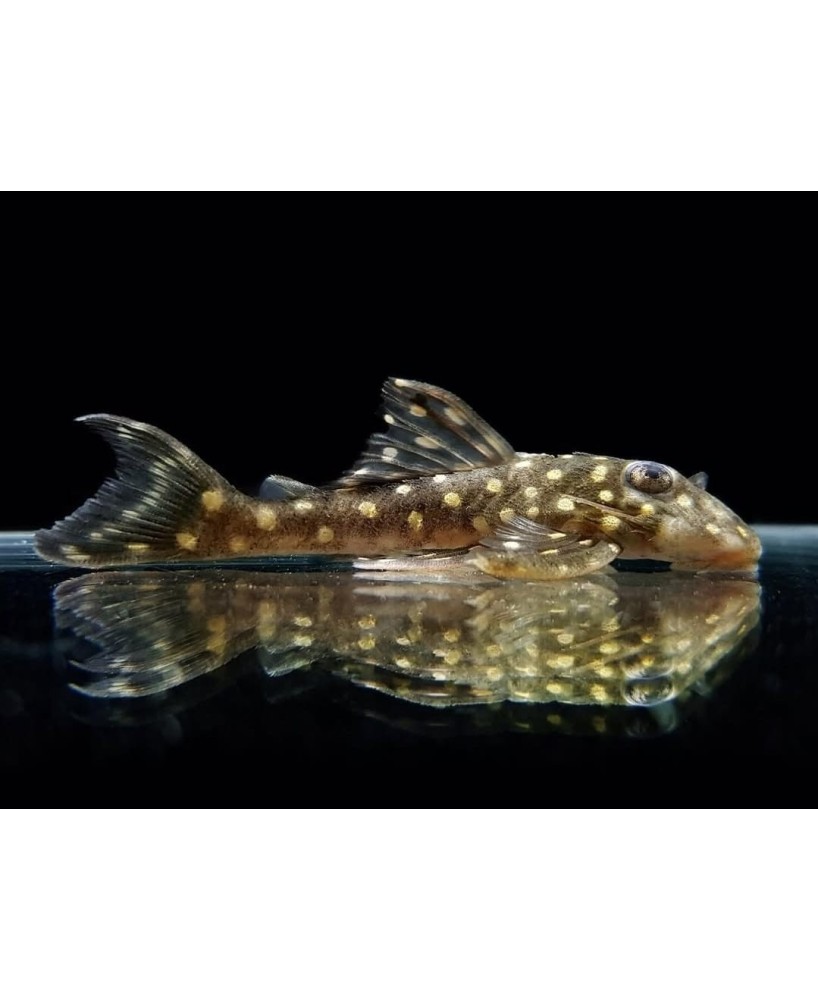 L201 HYPANCISTRUS INSPECTOR  SALVAJE 4-7 CM