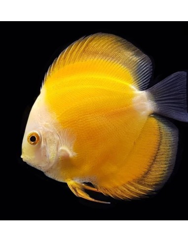 DISCO MARLBORO AMARILLO 8-9CM