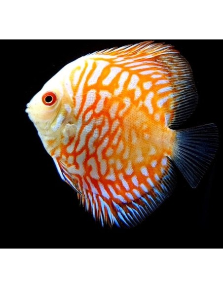 DISCO PICHON ORO 7-8CM