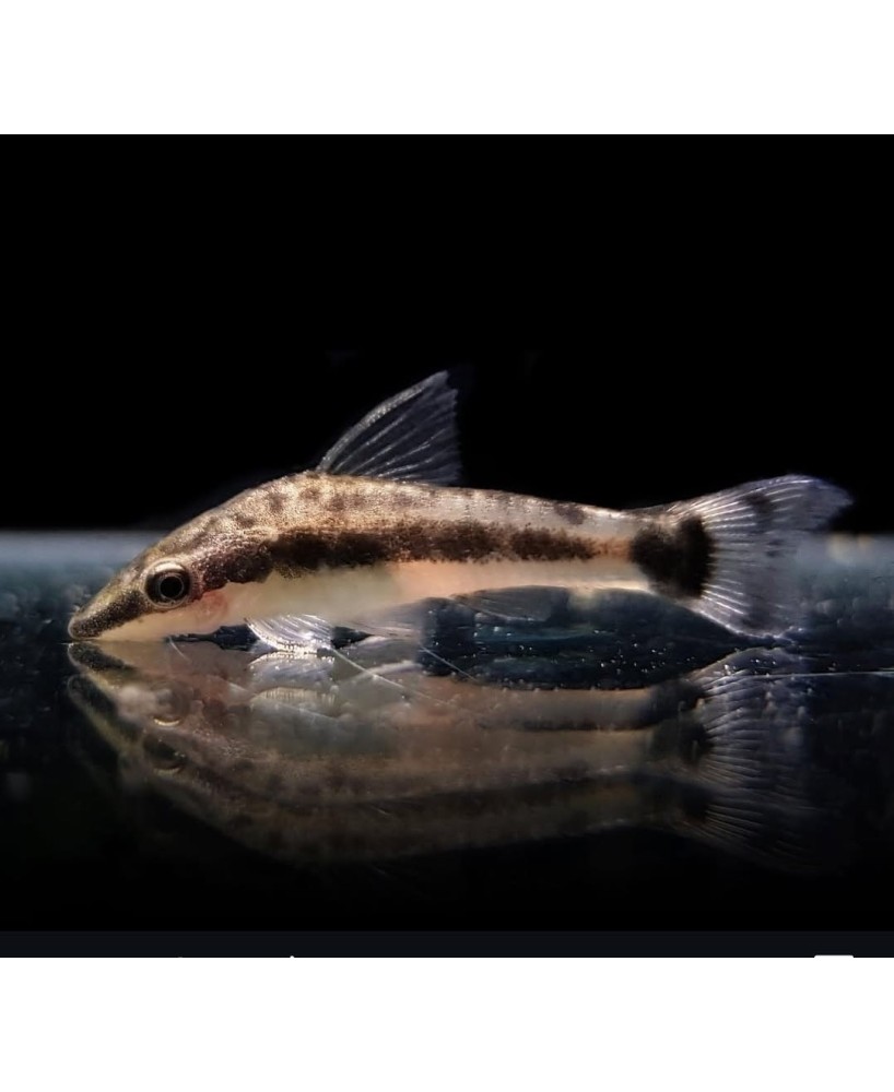 OTOCINCLUS AFFINIS 2.5-3CM