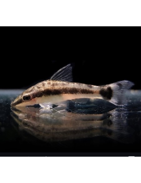 OTOCINCLUS AFFINIS M