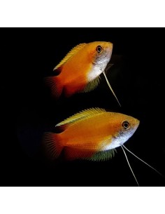 COLISA CHUNA MIEL 3-3.5CM