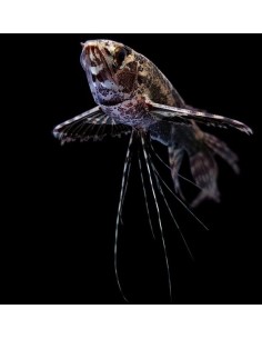 PEZ MARIPOSA - PANTODON BUCHOILI