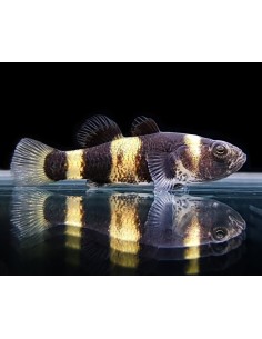 BRACHYGOBIUS DORIAE 2CM