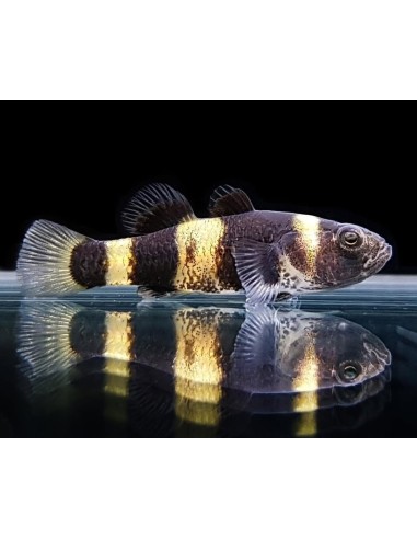 BRACHYGOBIUS DORIAE 2CM