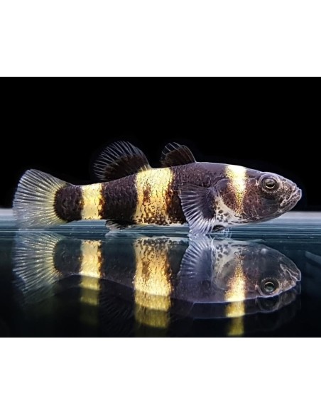 BRACHYGOBIUS DORIAE 2CM