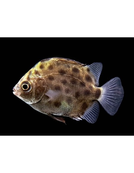 SCATOPHAGUS ARGUS VERDE 3-5CM