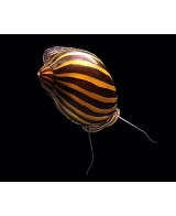 CARACOL CEBRA 2-3CM