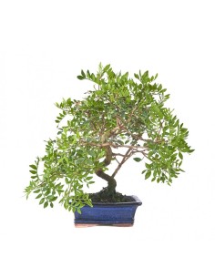 Bonsái Pistacia Lentiscus Mistral 10 años | Elegante Pistacho de Mistral para Interior y Exterior | Endanea Garden