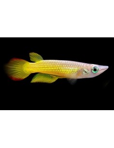 PANCHAX AMARILLO APLCHEILUS PANCHAX  2.5-3CM 2