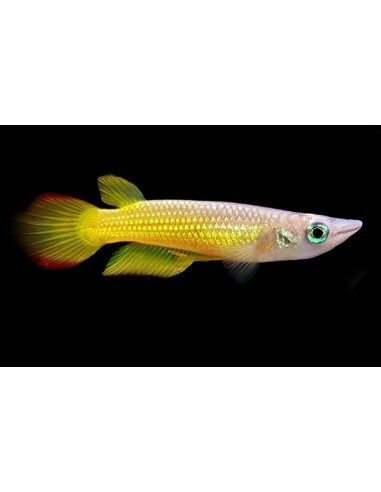 PANCHAX AMARILLO APLCHEILUS PANCHAX  2.5-3CM