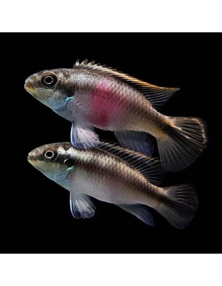 PELVICACHROMIS PULCHER 4-5