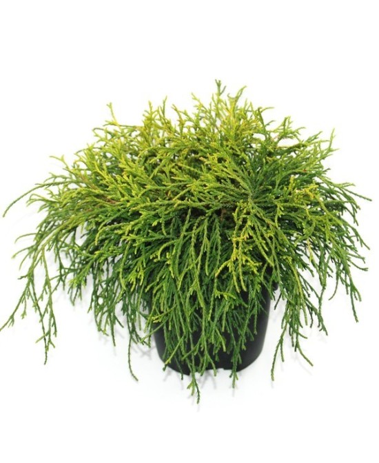 Chamaecyparis Pis Sungold M17 Arbusto Ornamental para Jardín y Terrazas