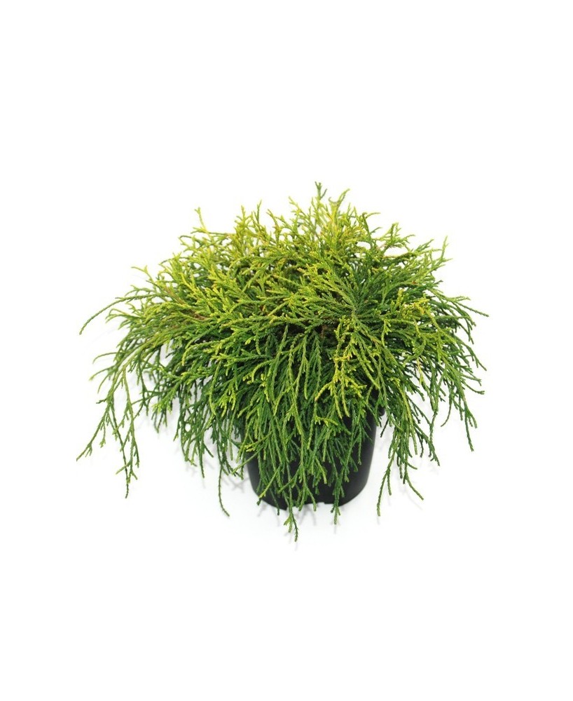 Chamaecyparis Pis Sungold M17 Arbusto Ornamental para Jardín y Terrazas
