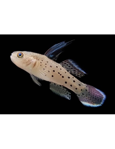 GOBIO CABALLERO  5-7CM