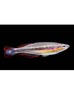 BEDOTIA GEAYI 4-5CM 2