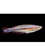 BEDOTIA GEAYI 4-5CM