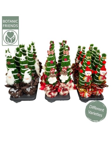 Christmas Friends Cham Law Elwoodii M13 Arbusto Ornamental para Jardín y Decoración