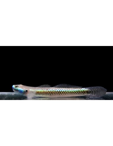 GOBIO AZUL 3-3.5CM