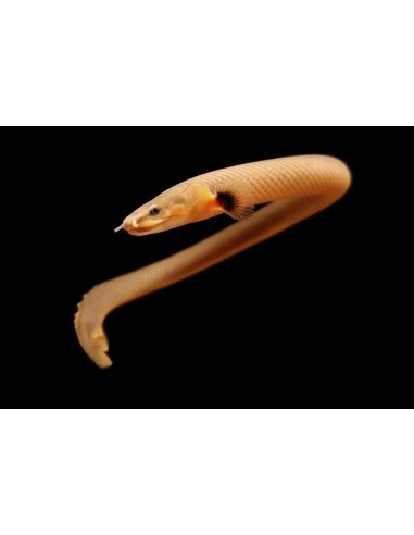 PEZ SERPIENTE CALABARICUS 15-25CM