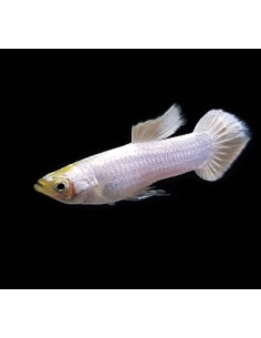 GUPPY MACHO SNOW WHITE 2.5-3 CM