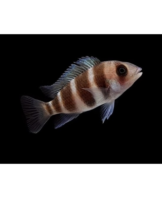CYPHOTILAPIA FRONTOSA 3-3.5CM