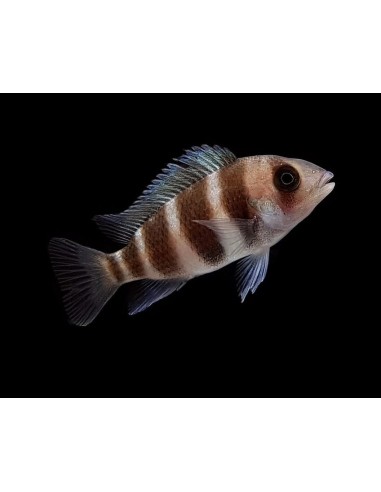 CYPHOTILAPIA FRONTOSA 3-3.5CM