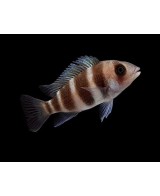 CYPHOTILAPIA FRONTOSA 3-3.5CM