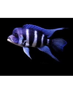 CYPHOTILAPIA FRONTOSA 3-3.5CM 2