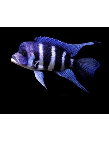 CYPHOTILAPIA FRONTOSA 3-3.5CM