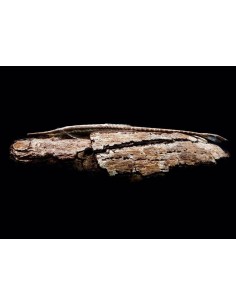 FARLOWELLA ACUS SALVAJE 6-12CM