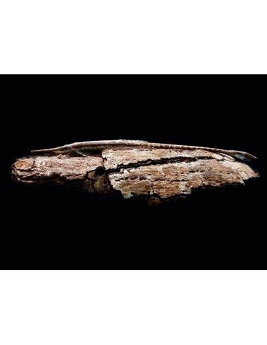 FARLOWELLA ACUS SALVAJE 6-12CM