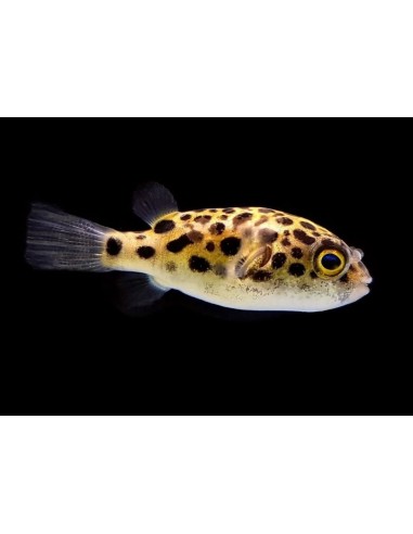 TETRAODON NIGROVIRIDIS 3-4CM