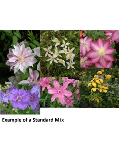Clematis Mix Standard Variettes M17 Planta Trepadora Ornamental para Jardín y Terraza