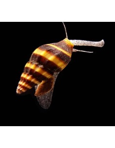 CARACOL COME CARACOLES - ANENTOME HELENA 1-1,5CM 2