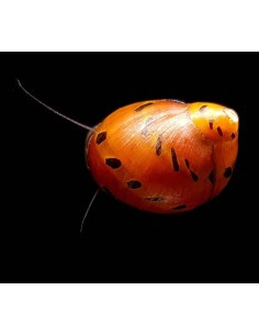 CARACOL CEBOLLA ROJO - NERITINA SP 2