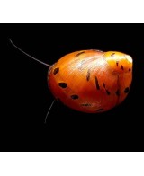 CARACOL CEBOLLA ROJO - NERITINA SP