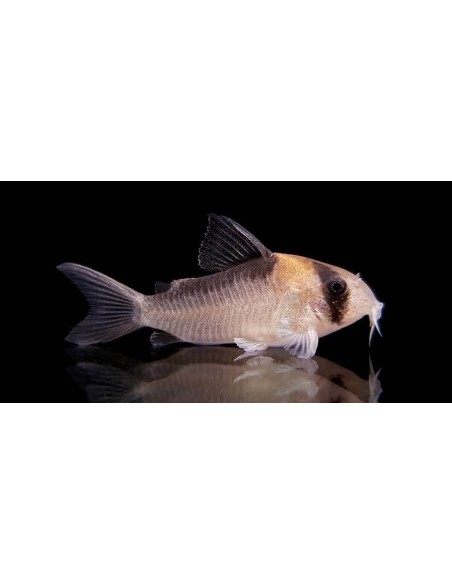 CORYDORAS ADOLFOI 2,5-3