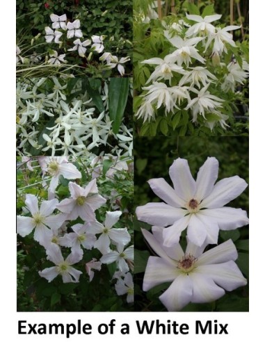 Clematis Mix M17 Blanco Planta Trepadora Ornamental para Jardín Terraza y Balcón