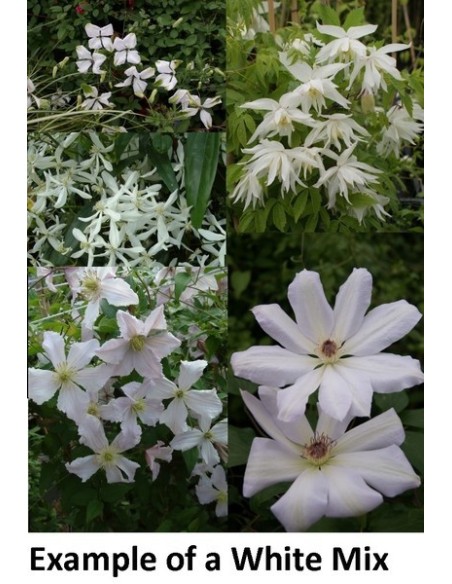 Clematis Mix M17 Blanco Planta Trepadora Ornamental para Jardín Terraza y Balcón