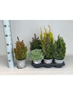 Conifers Nviteiten Mix M13 Set de Coníferas Variadas para Jardín Exterior