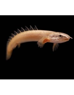 POLYPTERUS SENEGALUS 2