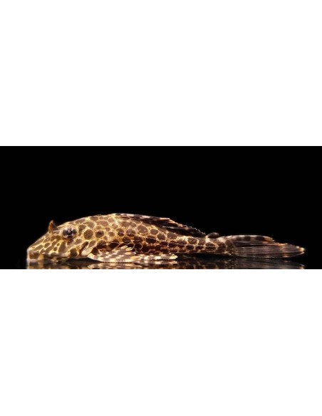 PLECOSTOMUS LEOPARDO 5-6CM - PTERYGOPLICHTHYS GIBBICEPS