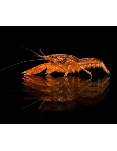 LANGOSTA ENANA NARANJA 2