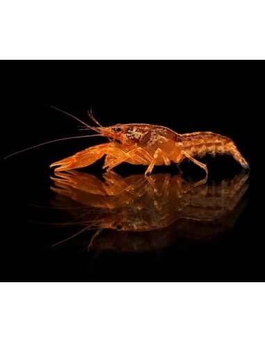 LANGOSTA ENANA NARANJA