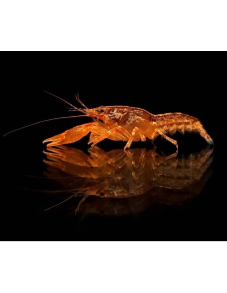LANGOSTA ENANA NARANJA