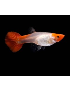 GUPPY HEMBRA RED CAP 3-3.5 CM
