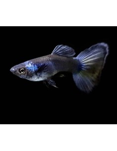 GUPPY MACHO AZUL MOSCOW  3-3.5cm