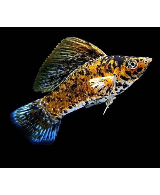 VELLIFERA SURTIDA 5-6CM